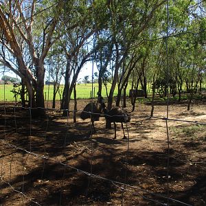 Emu/ Red Kangaroo Enclosure