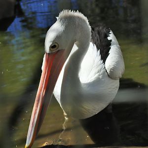 Australian pelican (Pelecanus conspicillatus)