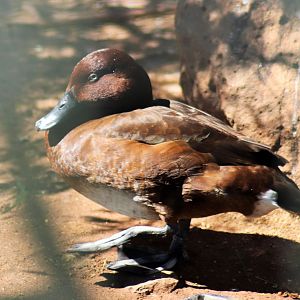 Hardhead (Aythya australis)
