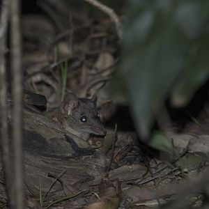 Buff-footed Antechinus (Antechinus mysticus)