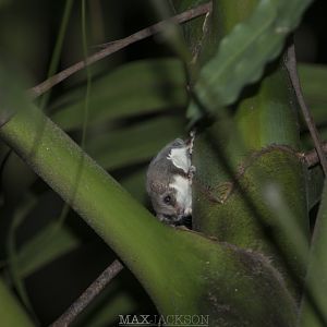 Broad-toed Feathertail Glider (Acrobates frontalis)