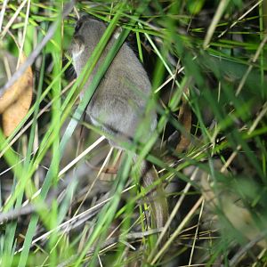 Narrow-toed Feathertail Glider (Acrobates pygmaeus)