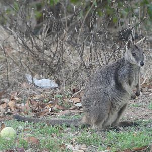 Unadorned Rock-wallaby (Petrogale inornata)