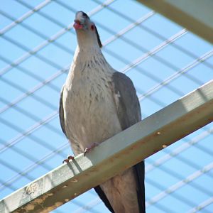 Topknot Pigeon (Lopholaimus antarcticus)