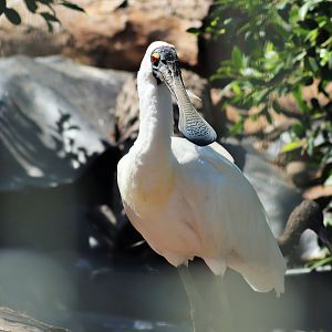 Royal Spoonbill (Platalea regia)