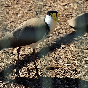 Masked Lapwing (Vanellus miles)