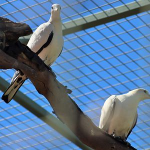 Torresian imperial pigeon (Ducula spilorrhoa),