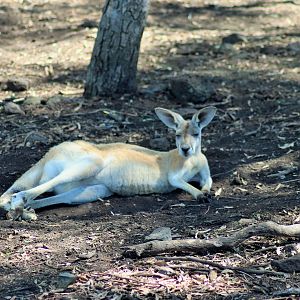 Red Kangaroo (Macropus rufus)