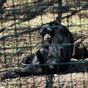 Siamang (Symphalangus syndactylus)
