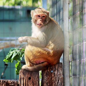 Rhesus Macaque (Macaca mulatta)