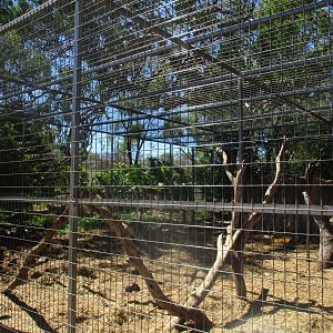 Rhesus Macaque Enclosure