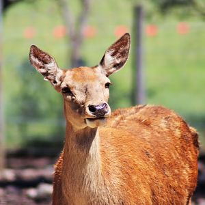 Red Deer (Cervus elaphus)