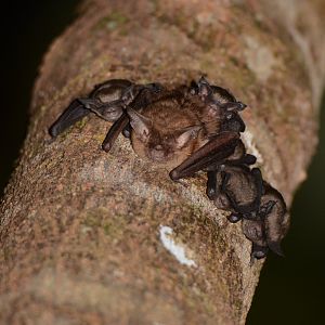 Eastern Long-eared Bat (Nyctophilus bifax)