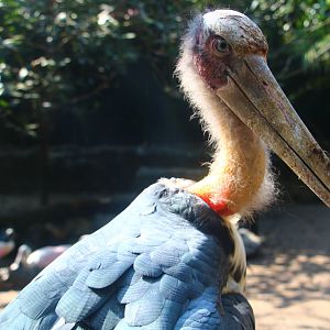 Wetlands - Lesser Adjutant Stork