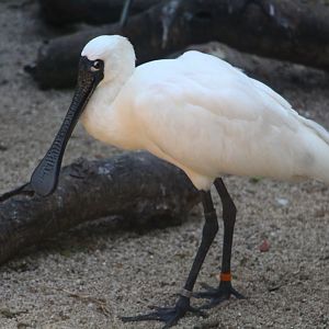 Wetlands - Black-faced Spoonbill