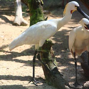 Wetlands - Eurasian Spoonbill