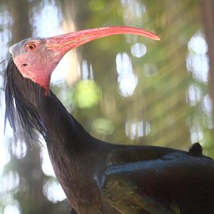 Wetlands - Northern Bald Ibis