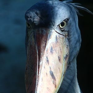 Wetlands - Shoebill