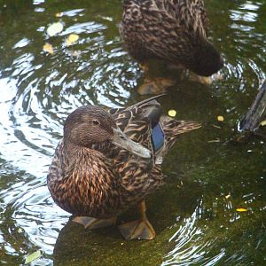 Wetlands - Meller's Duck