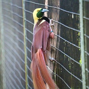 Window on Paradise - Raggiana Bird of Paradise