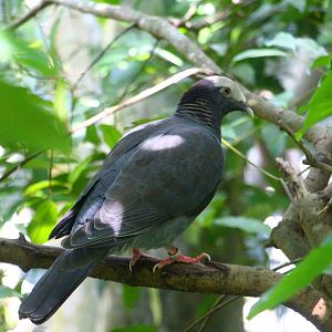 Jungle Jewels - White-crowned Pigeon