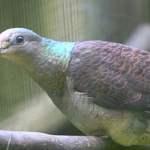 Wings of Asia - Barred Cuckoo-dove
