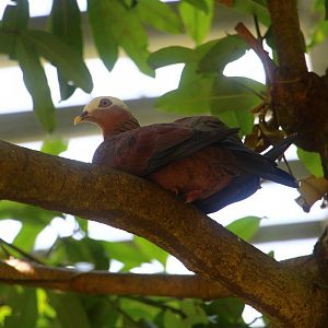 Wings of Asia - Pale-capped Pigeon