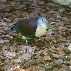 Wings of Asia - Santa Cruz Ground Dove