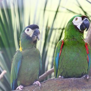 Parrot Paradise - Golden-collared Macaw and Chestnut-fronted Macaw