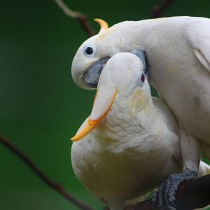 Parrot Paradise - Citron-crested Cockatoo