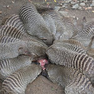 Banded Mongoose Feeding