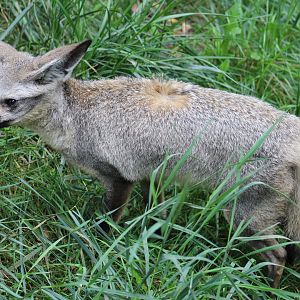 East African Bat-Eared Fox