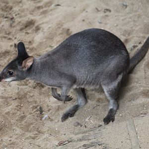 Dusky Pademelon