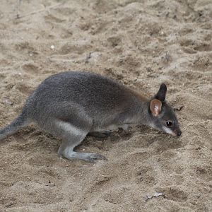 Dusky Pademelon Joey