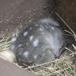 Eastern Quoll