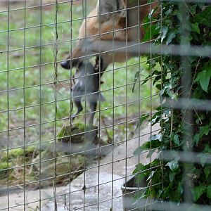 Maned Wolf with catch, December 2018