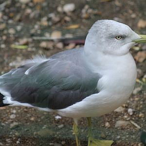 Black-Tailed Gull