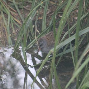 Western Water Rail