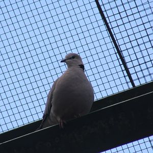 Cape Ring-Necked Dove