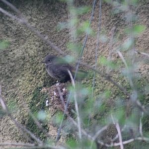 Western Black Redstart