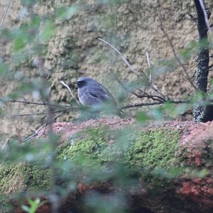 Western Black Redstart