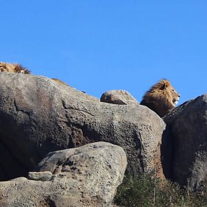 African Lions