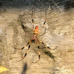 Golden Orb Web Spider
