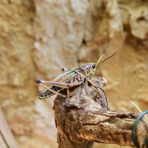 Eastern Lubber Grasshopper