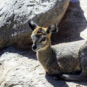 Klipspringer
