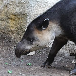 Baird's Tapir
