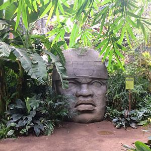 Lied Jungle - Olmec Head
