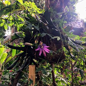 Passiflora & Staghorn Fern