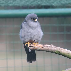 Western Red-Footed Falcon