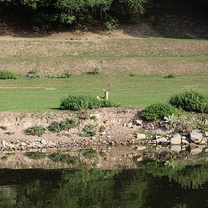 View of African Savanna